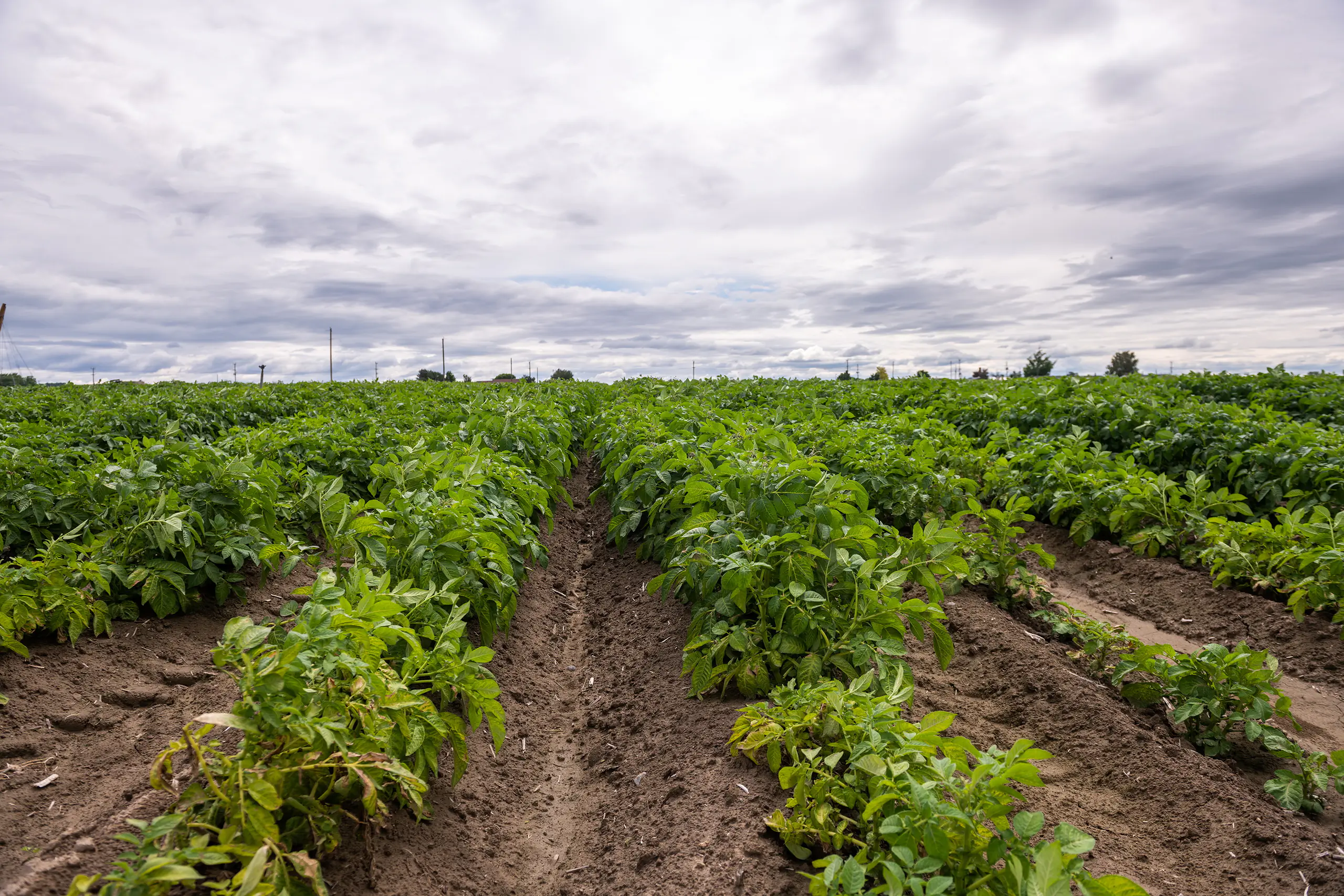 Rows of plants in a perfect line at a farm