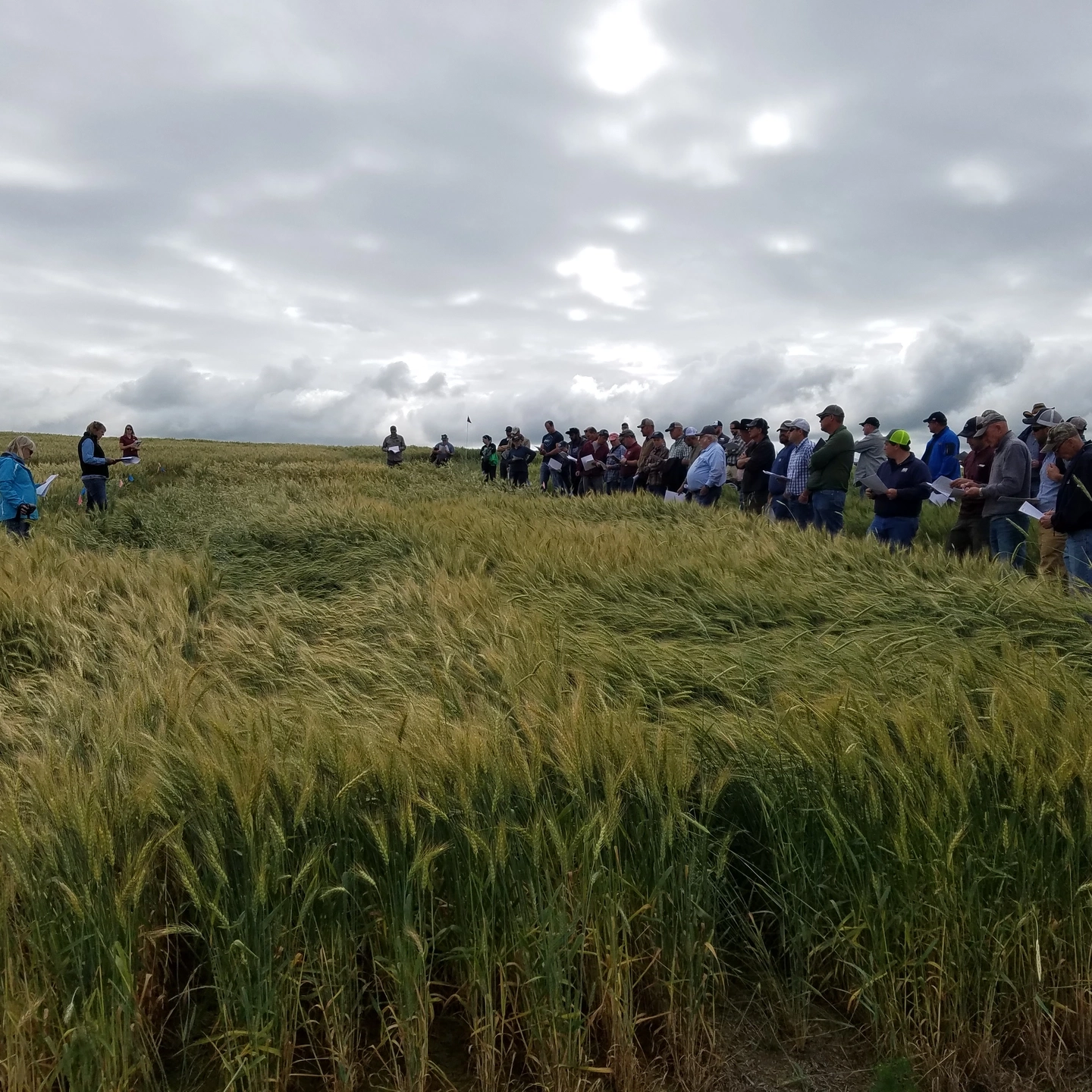 A large group gathers in a crop field to listen to a speaker.