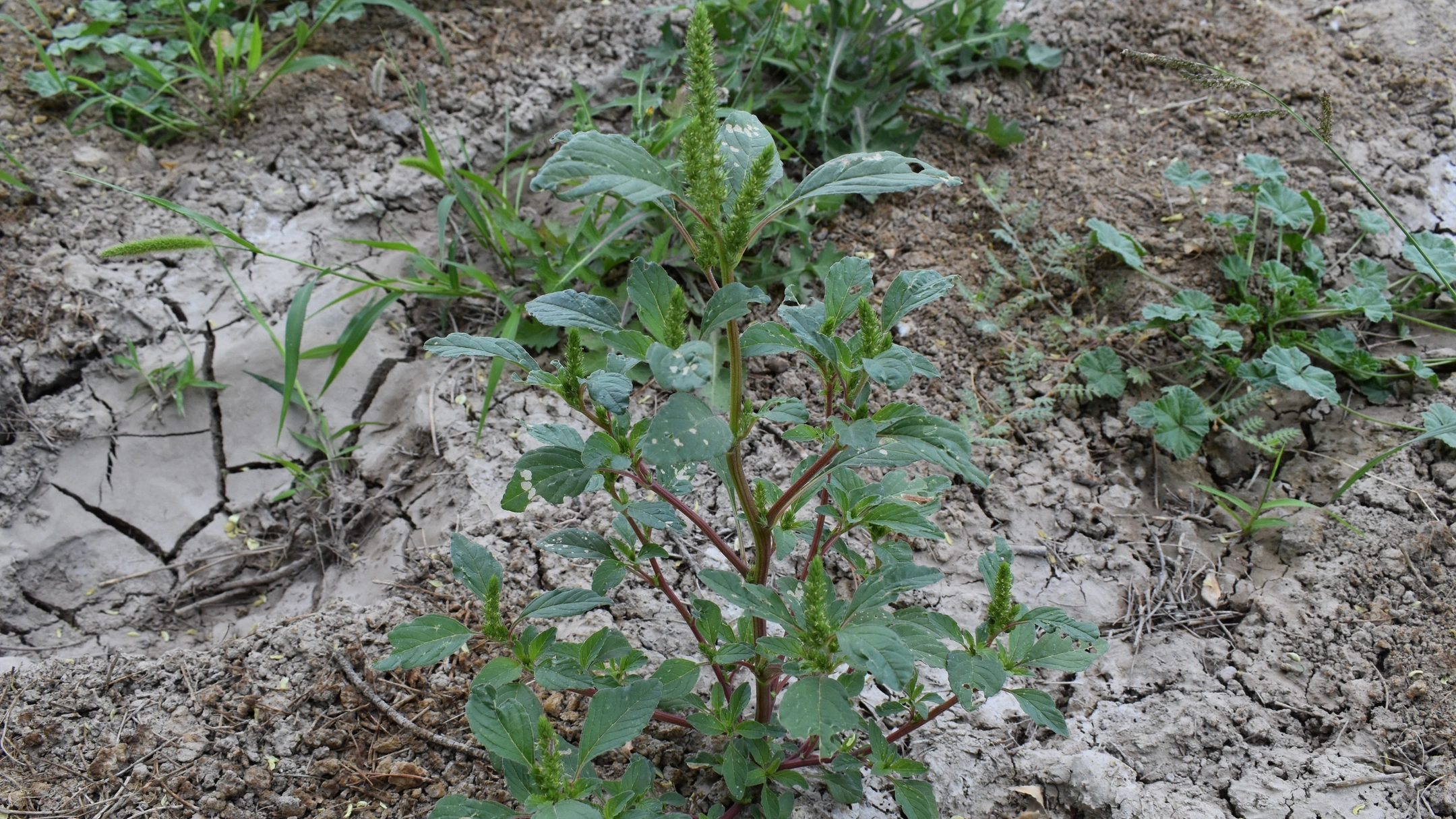 Herbicide resistant weeds in Idaho 