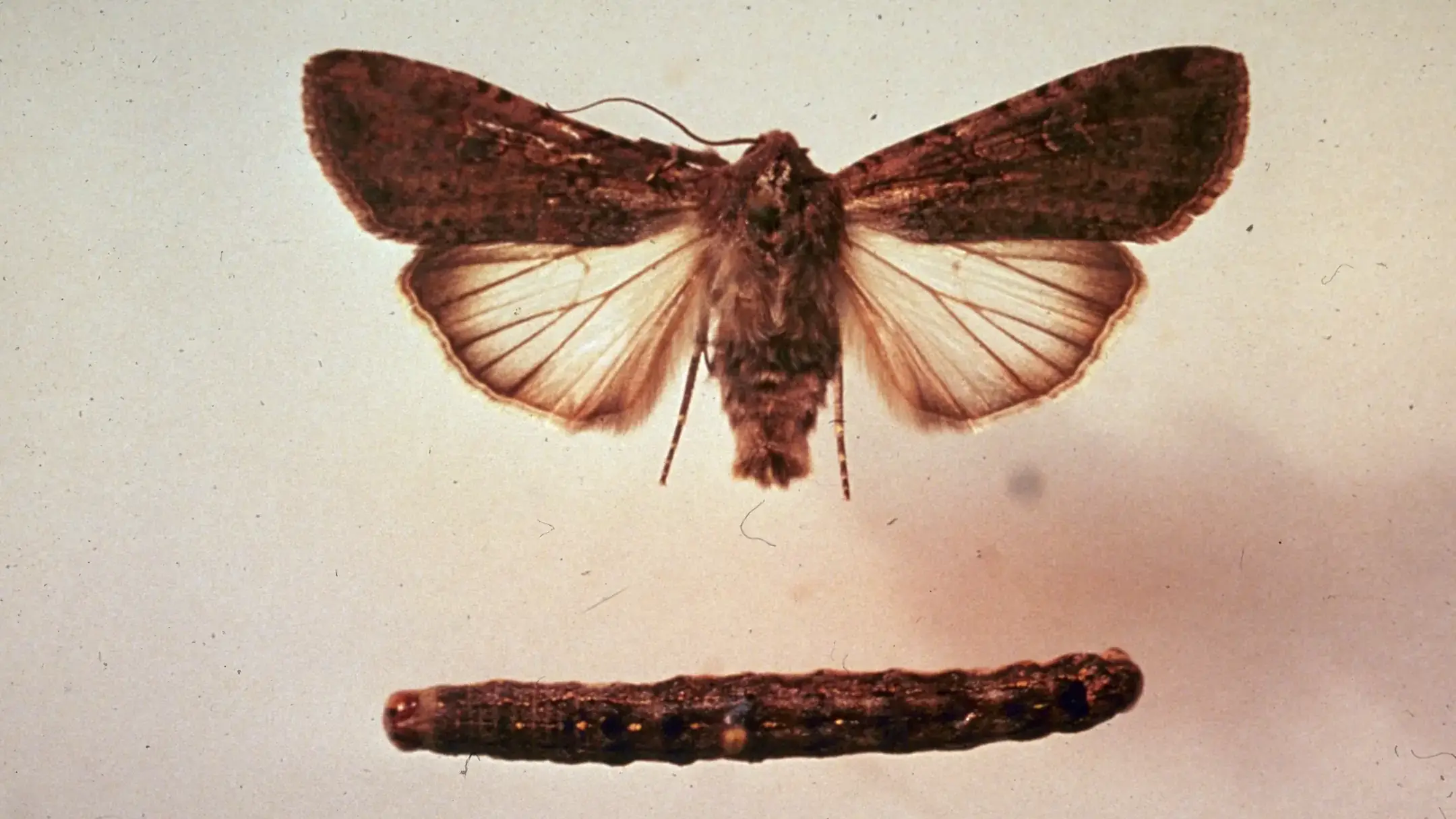 Variegated cutworm larva and adult.