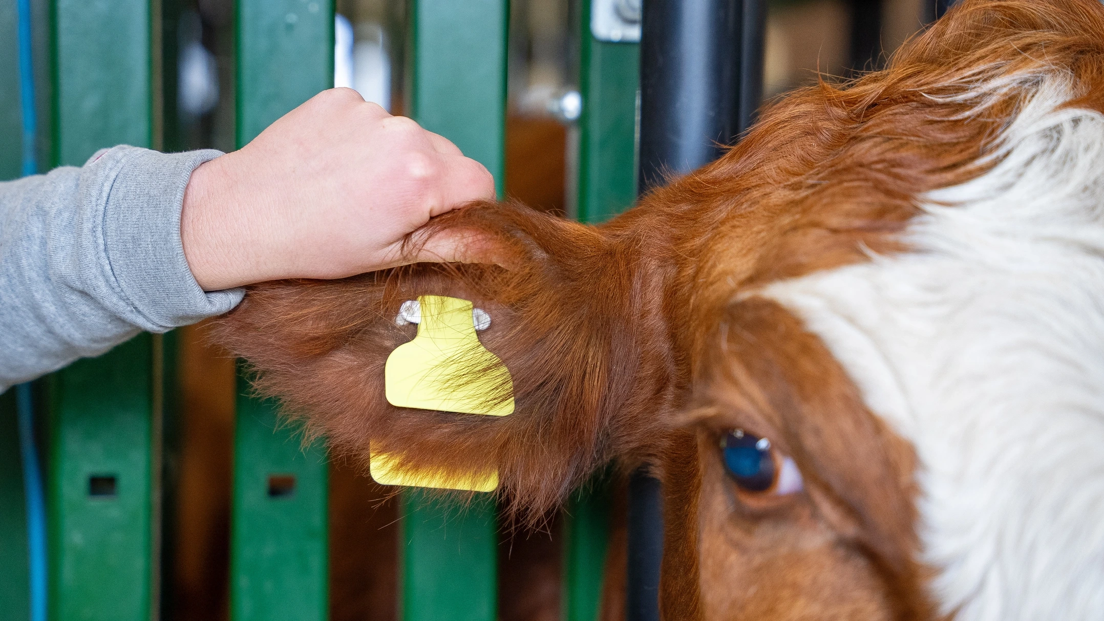 A hand holds a cow’s ear displaying a yellow plastic ear tag.