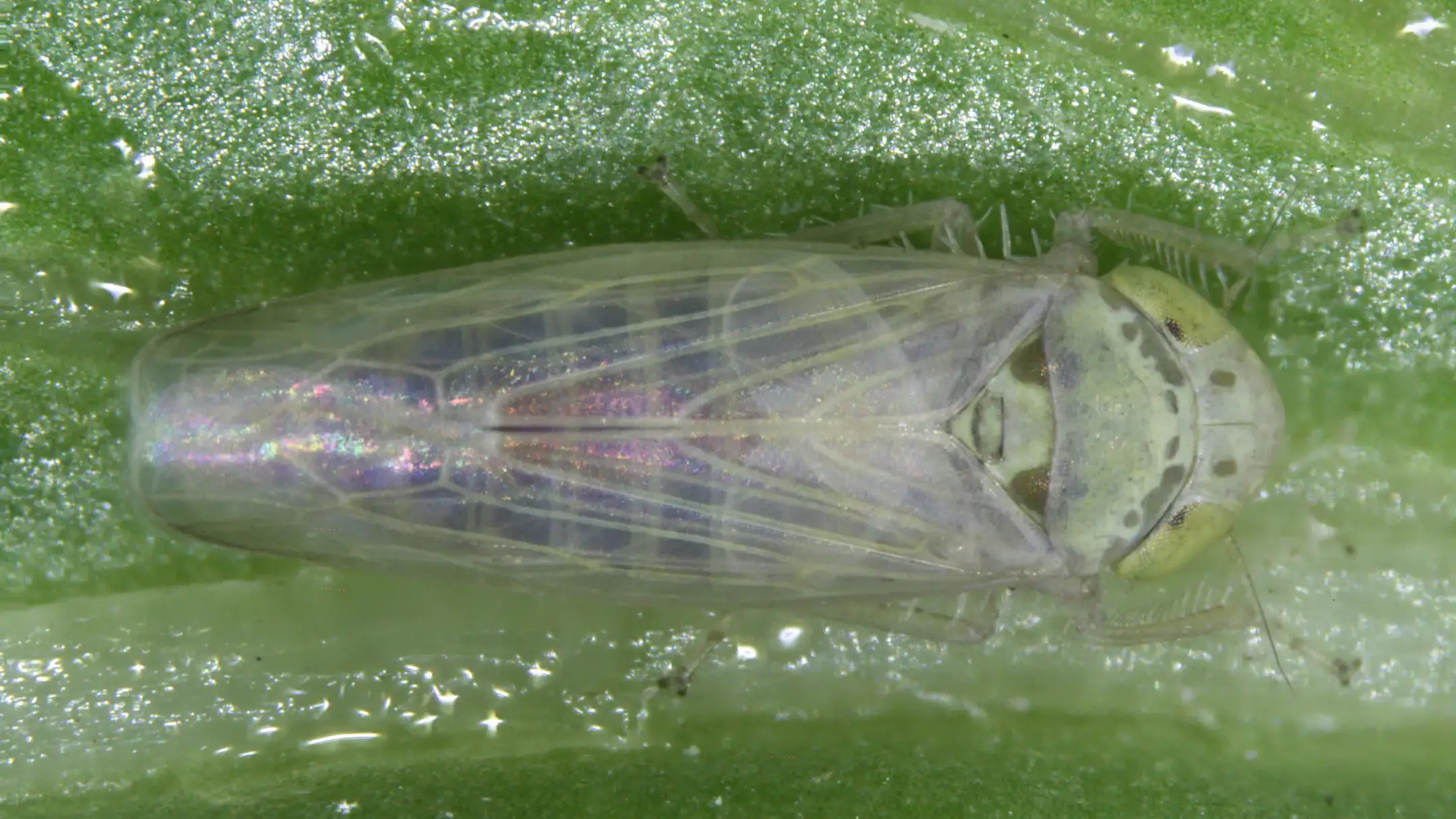 placard leafhopper.jpg
