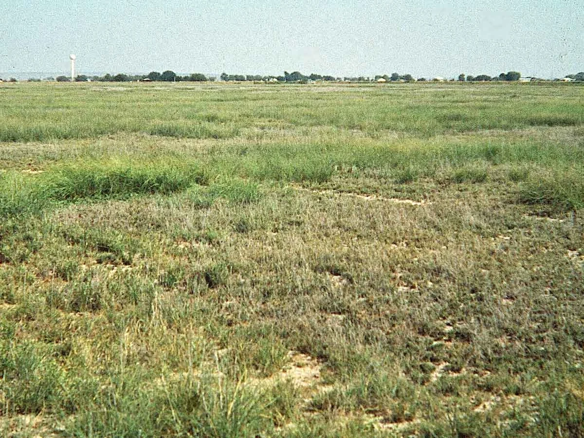 A photo showing aridisols of a gypsid landscape in New Mexico