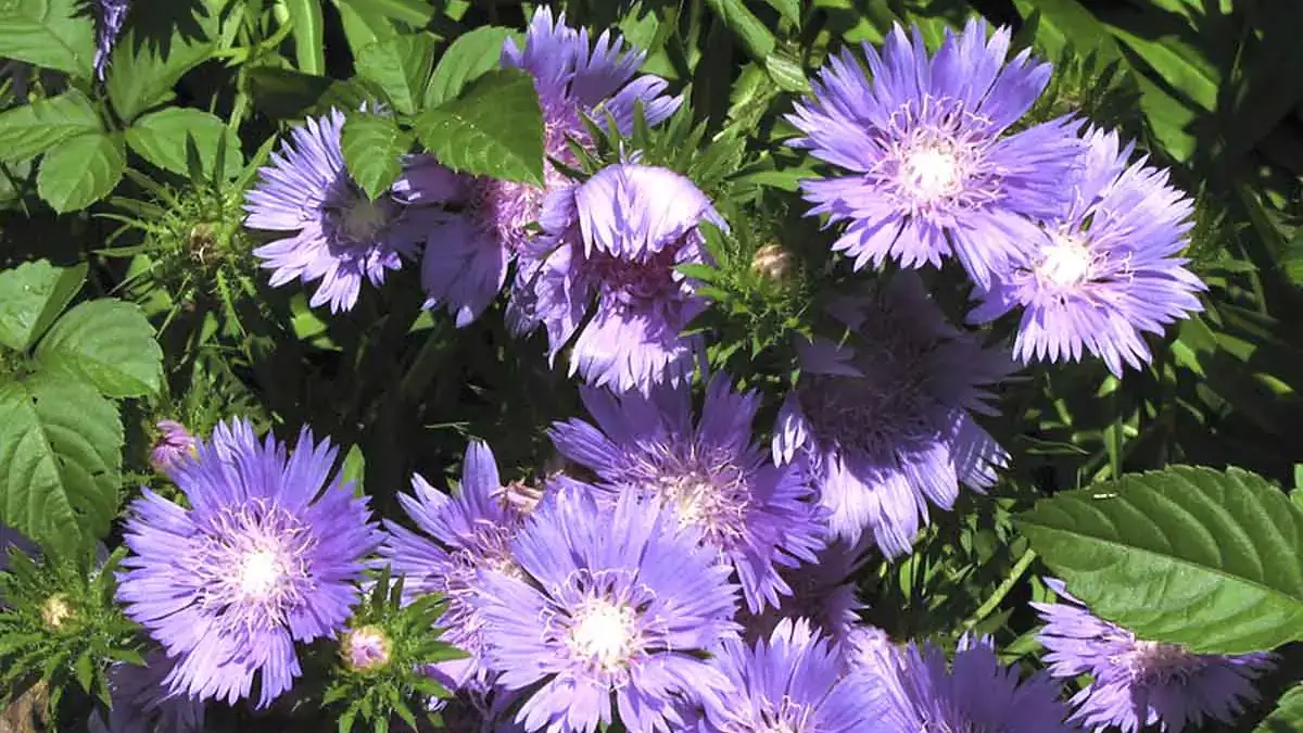 A variety of perennials from African daisies to yarrow