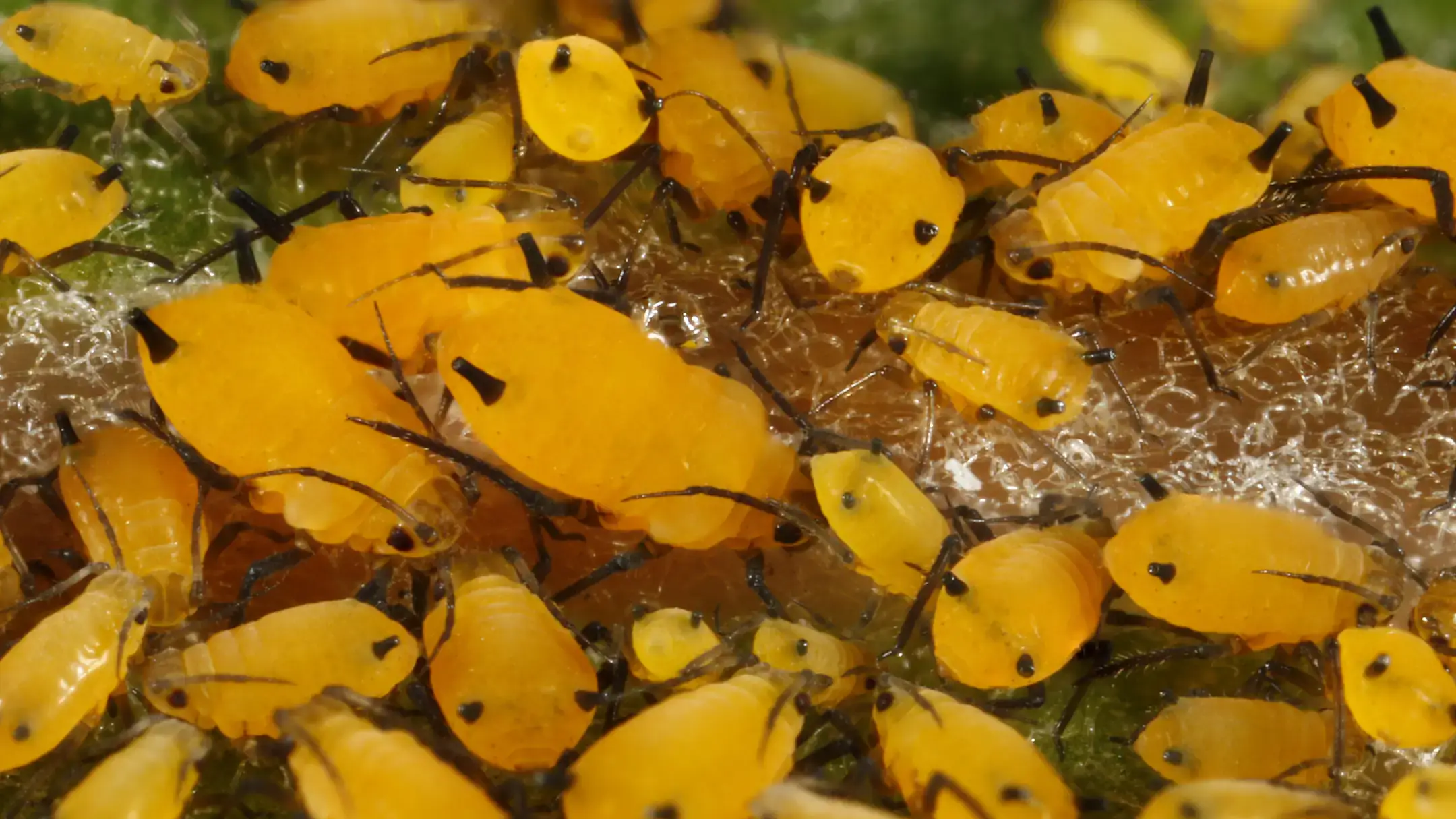 Oleander aphids (also known as milkweed aphids), adults and nymphs