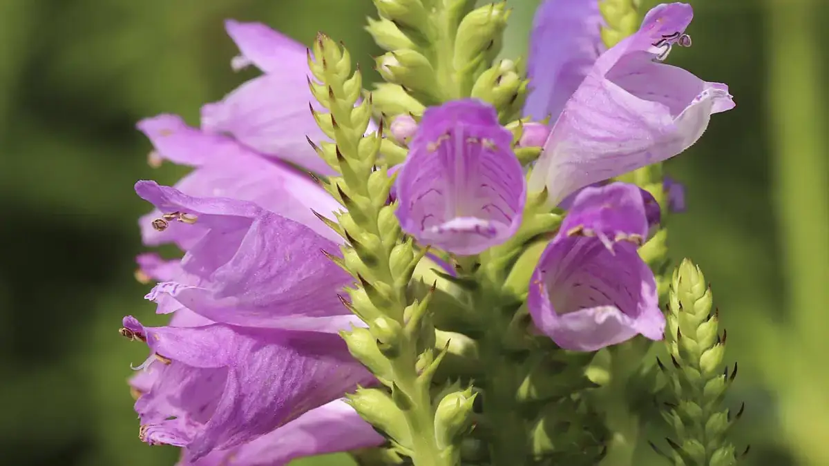 A variety of perennials from African daisies to yarrow