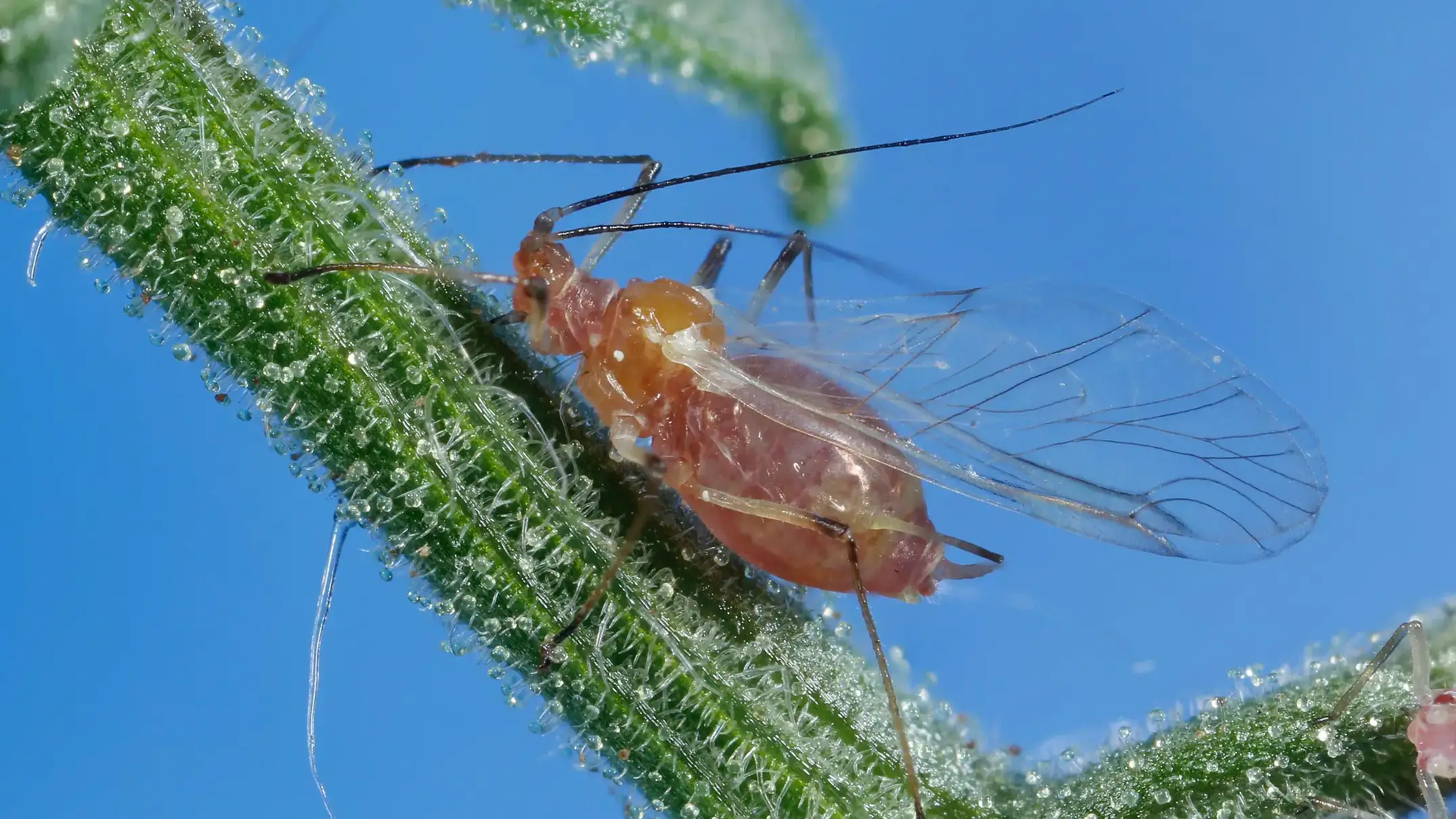 Winged adult potato-colonizing species the green peach aphid.