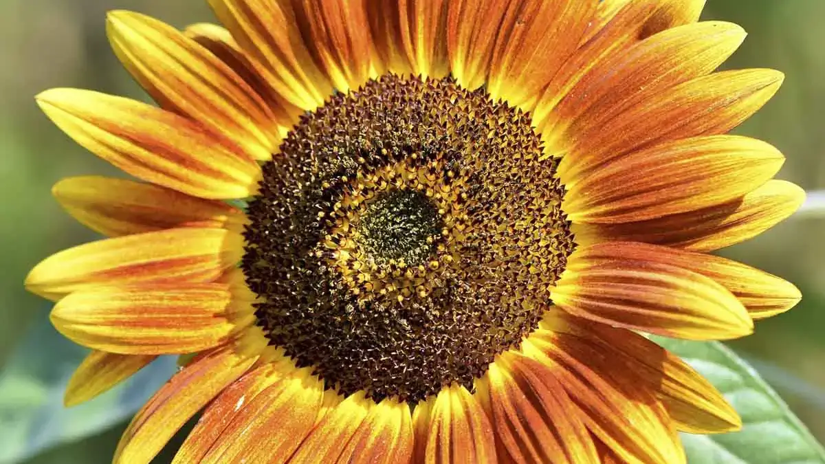 Herbaceous plants that are typically annuals