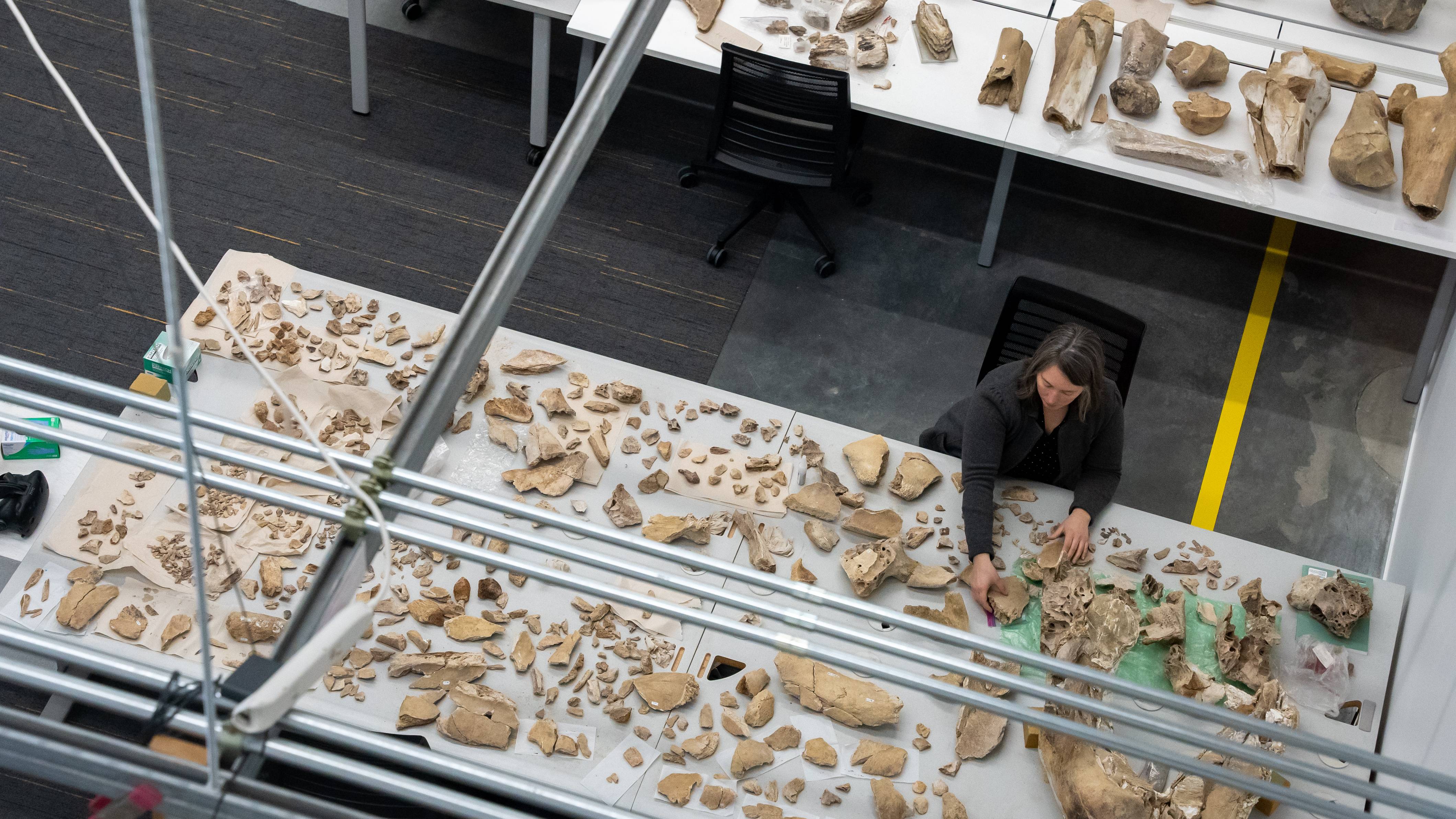 Department of Earth and Spatial Sciences Clinical Faculty Renee Love researching mammoth bones in the Integrated Research and Innovation Center.