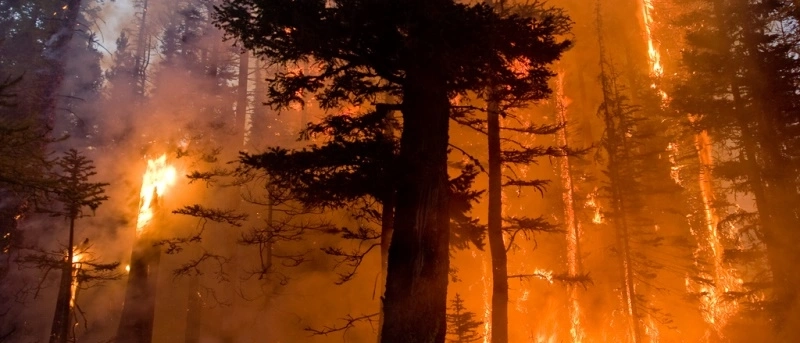 forest fire