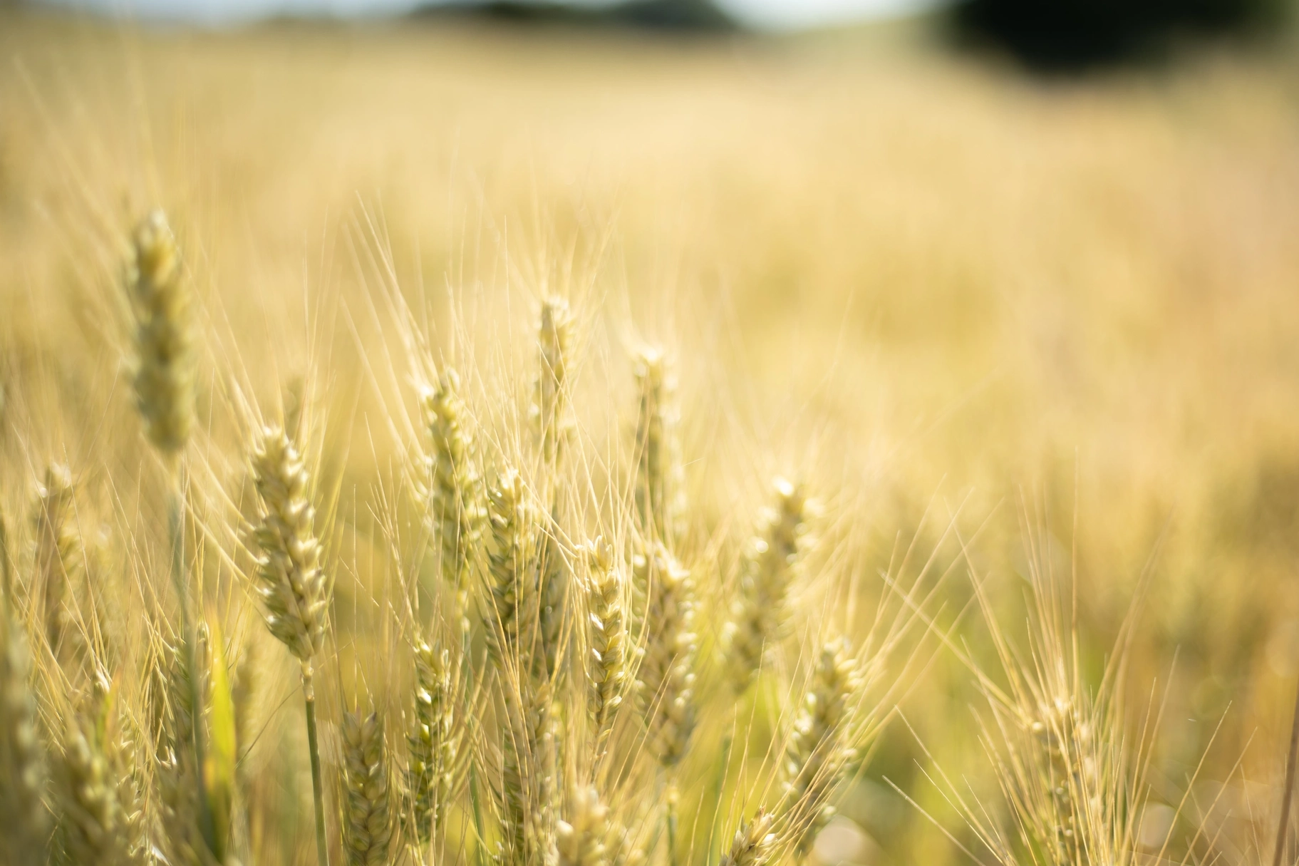 Summer wheat on the Palouse