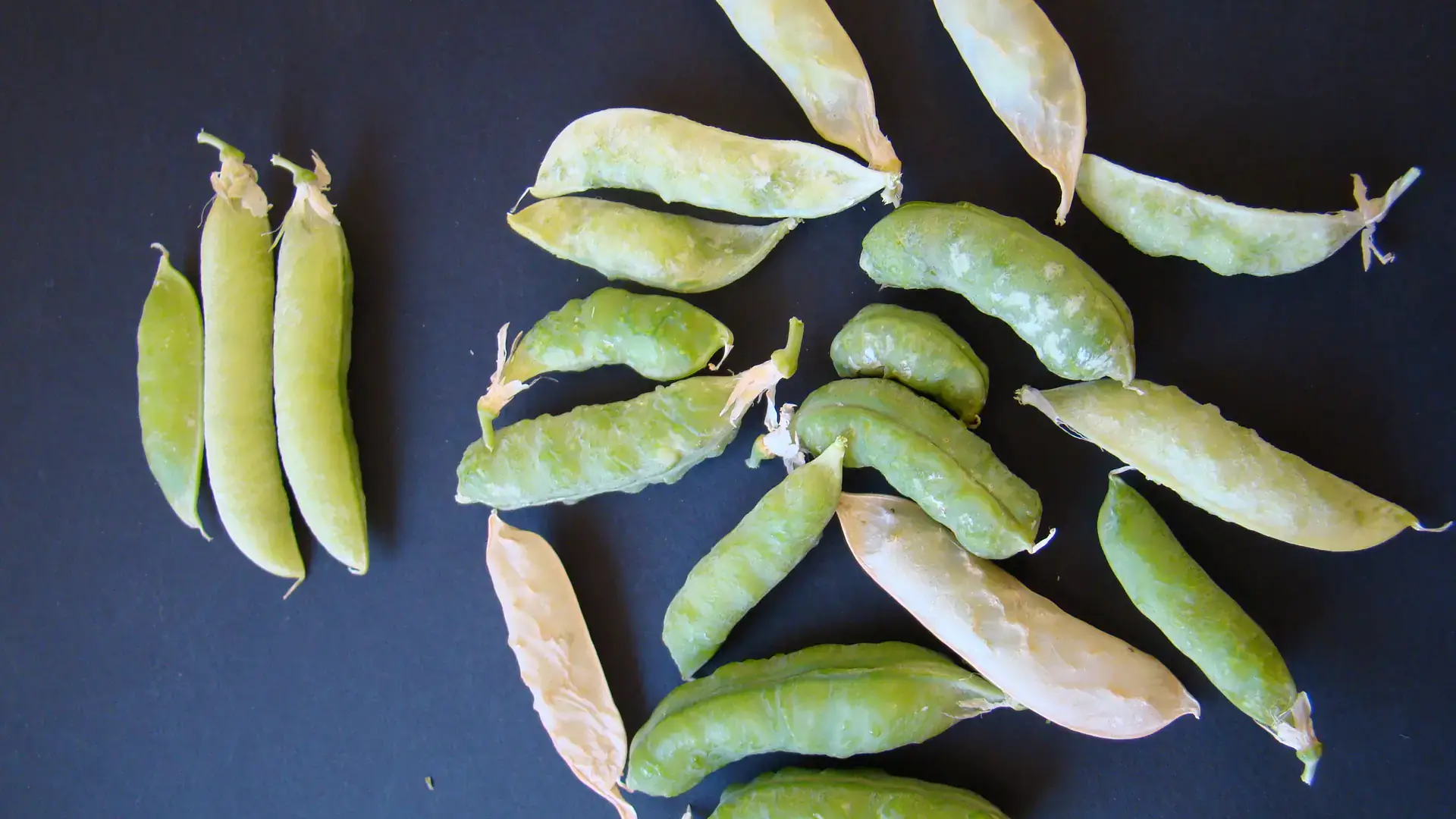 Pea enation mosaic virus infected pods (right) and healthy pods (left).