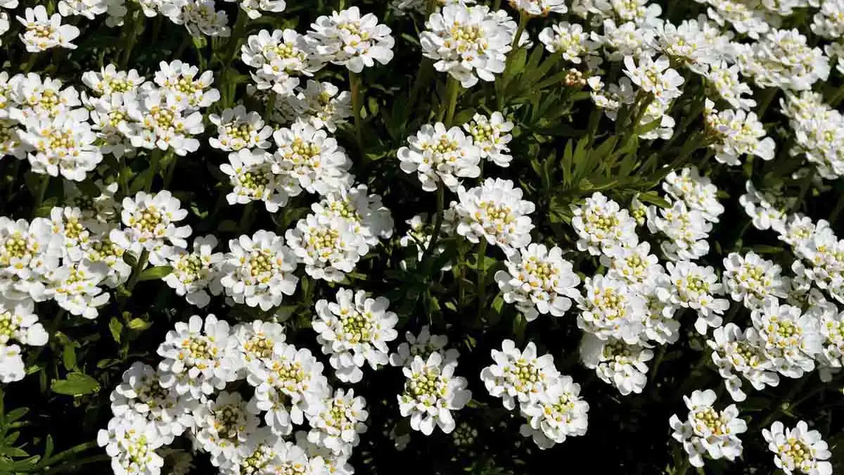 A variety of perennials from African daisies to yarrow