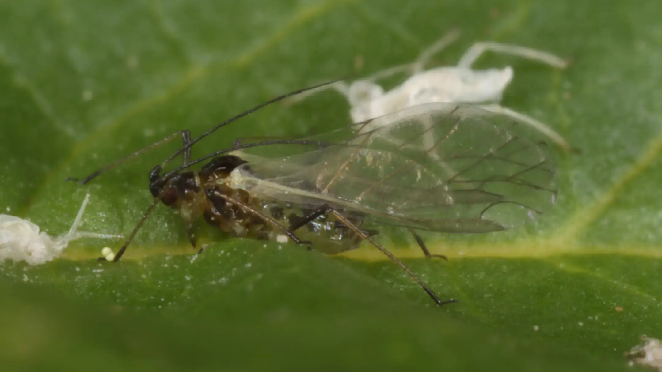 Winged adult potato-colonizing species the potato aphid.