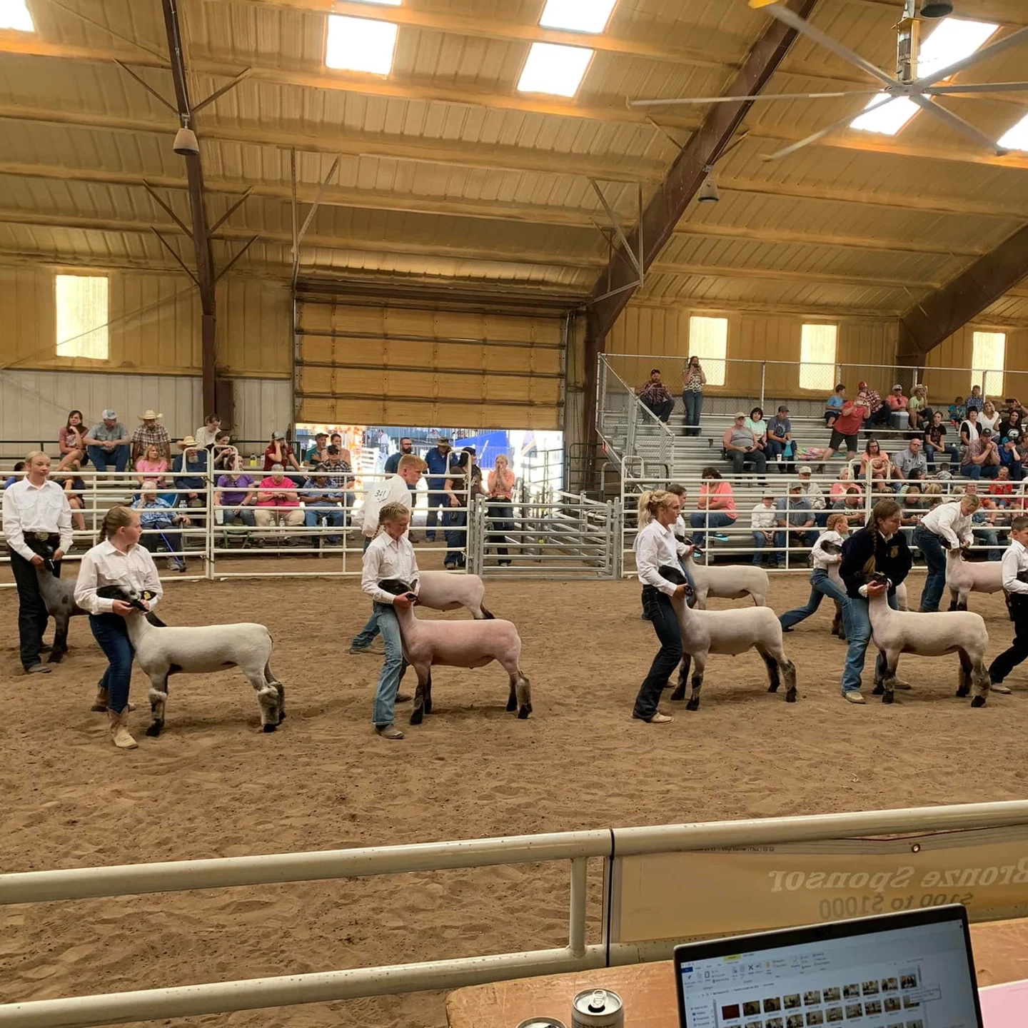 4-H children show lambs in barn.