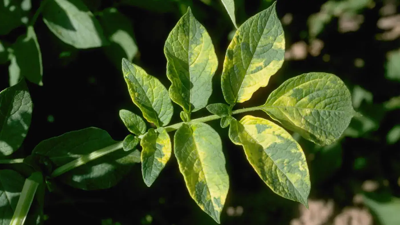 Potato virus plants and blooms