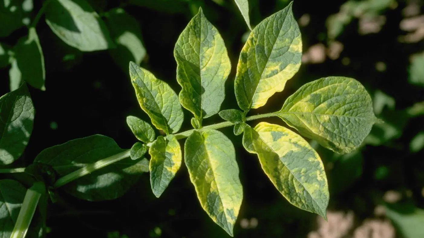Potato virus plants and blooms