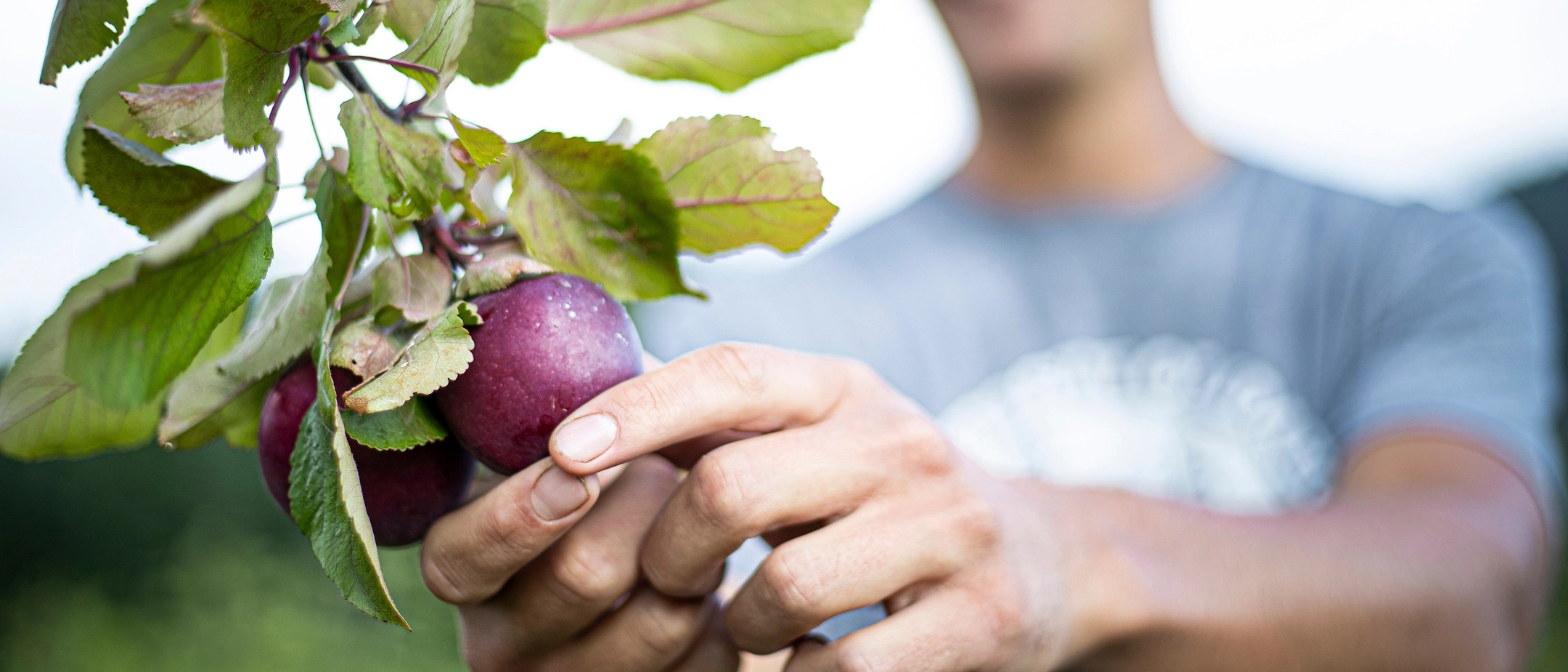 Sandpoint Organic Agriculture Center SOAC