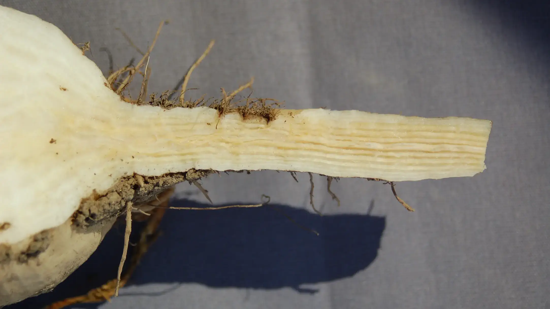 Sugar beet showing internal discoloration associated with rhizomania.