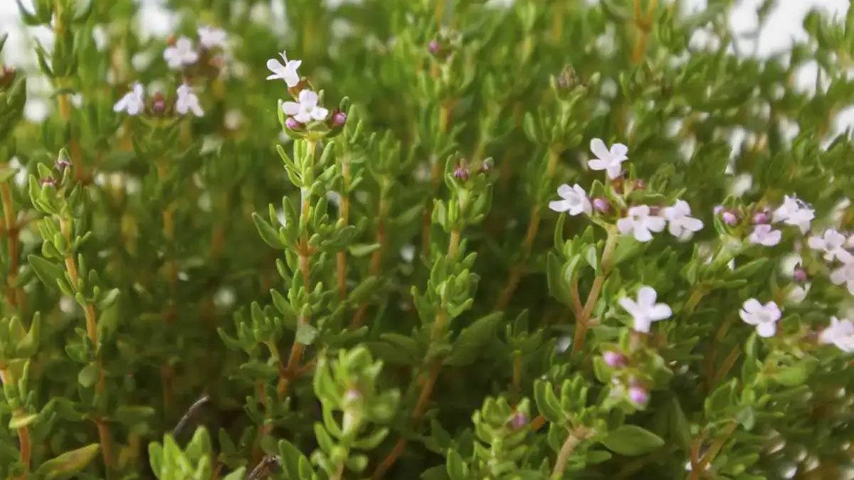 Landscapes and Gardens photos