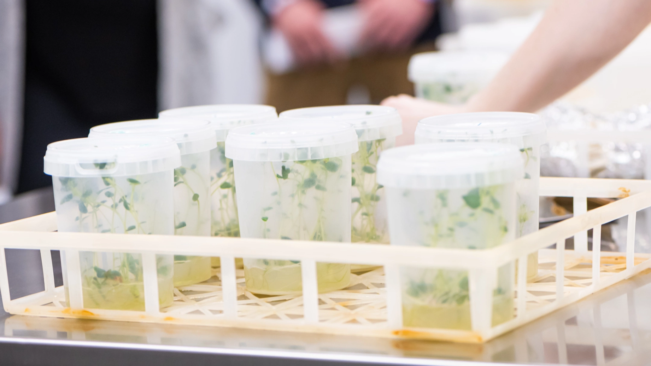 College of Agricultrual and Life Sciences Seed Potato Germplasm building Grand Opening