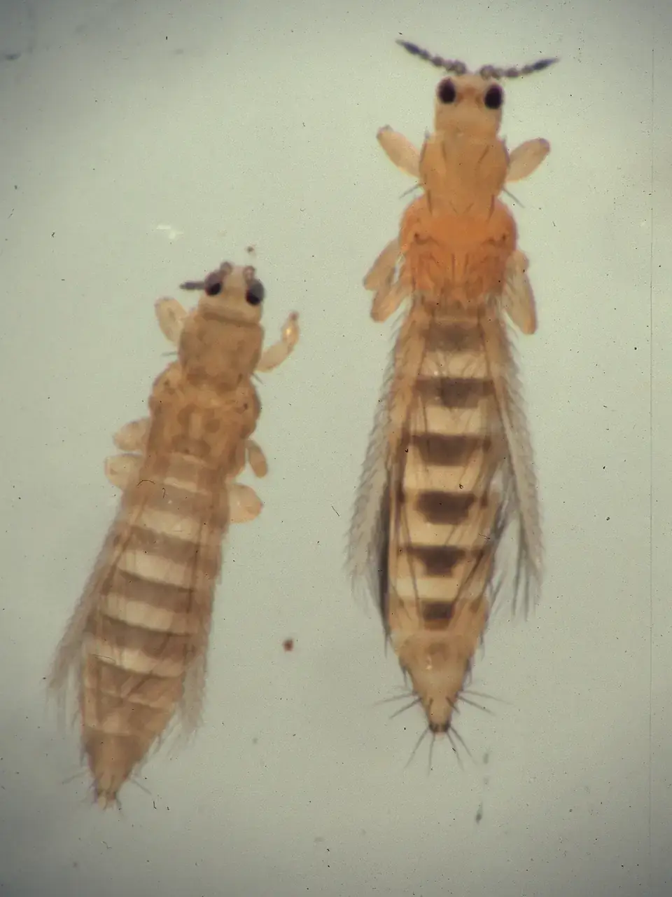 Onion thrips (left) and western flower thrips (right).