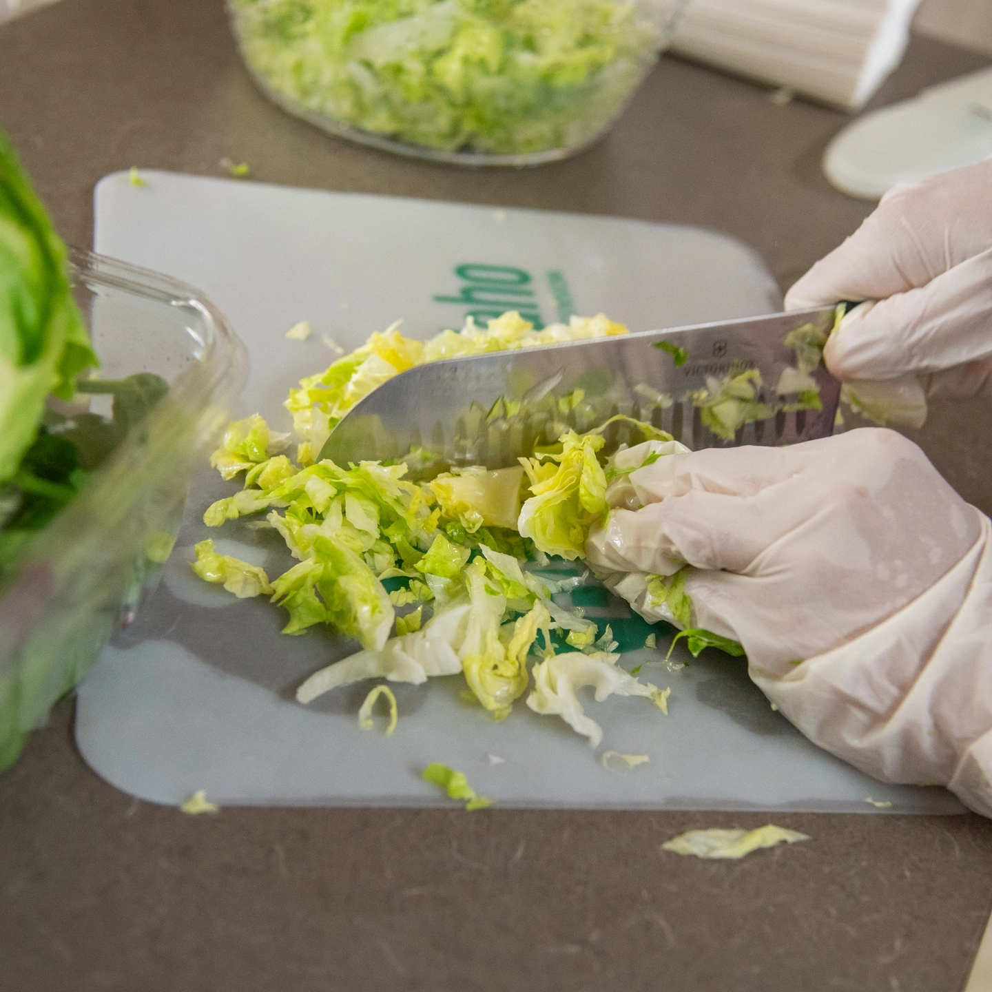 A person chopping lettuce with gloves on