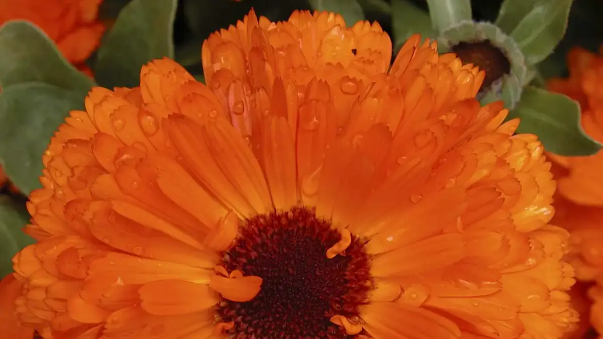 Herbaceous plants that are typically annuals