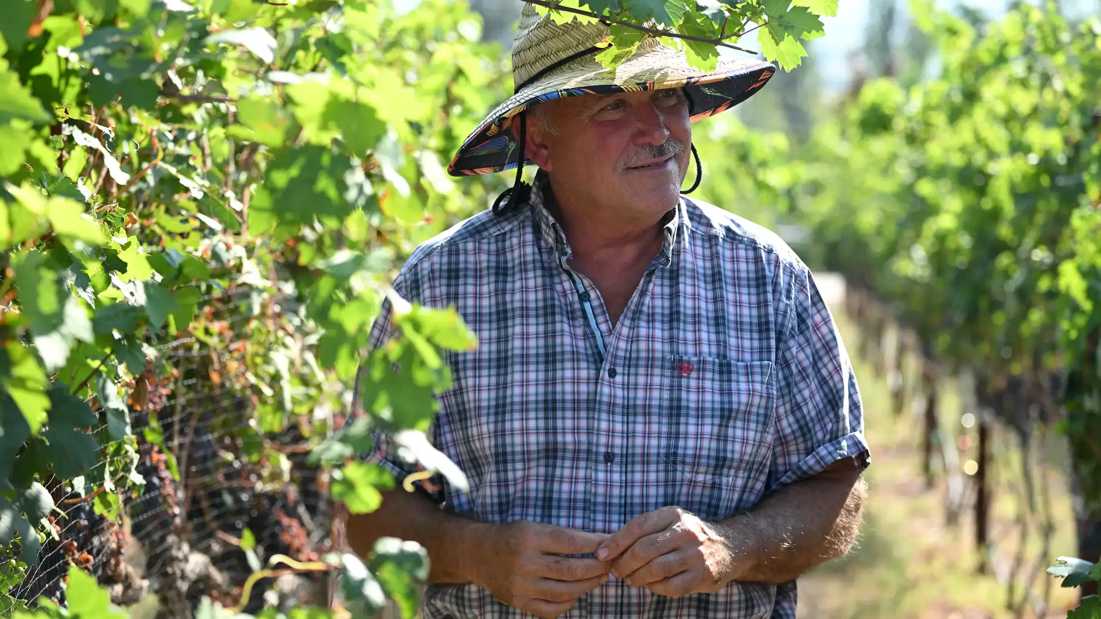A person in a vineyard wearing a straw hat and plaid shirt, surrounded by green grapevines under sunlight.
