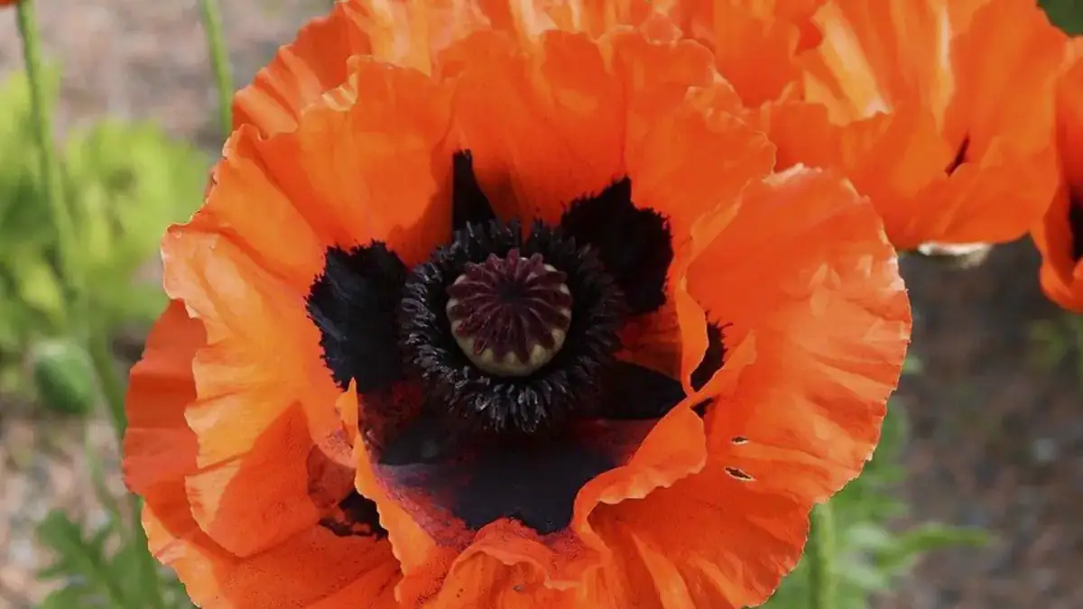 A variety of perennials from African daisies to yarrow