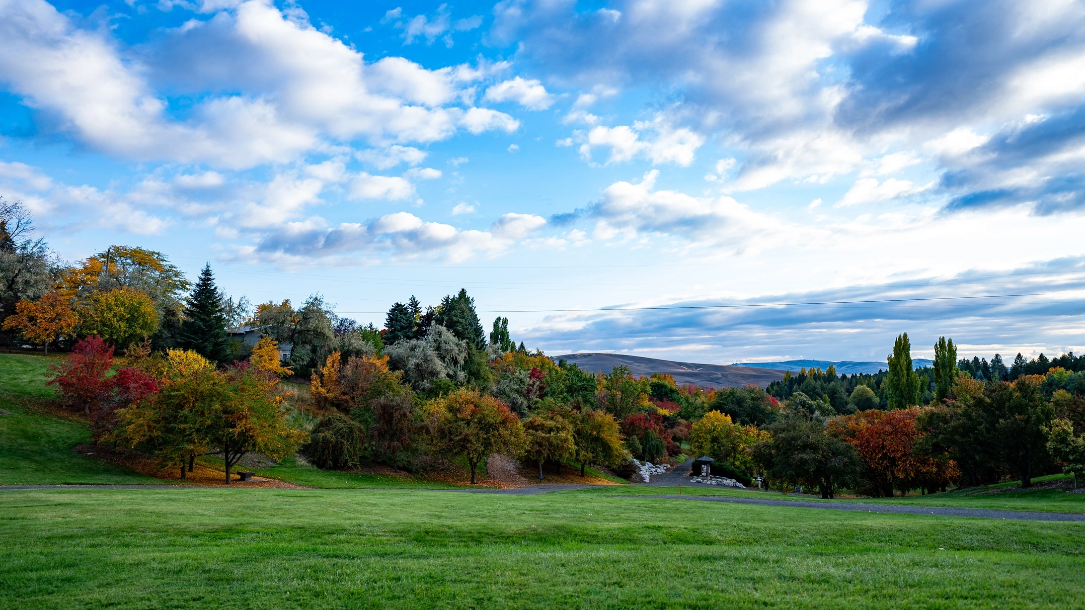 Green grass with autumn colored trees in the background