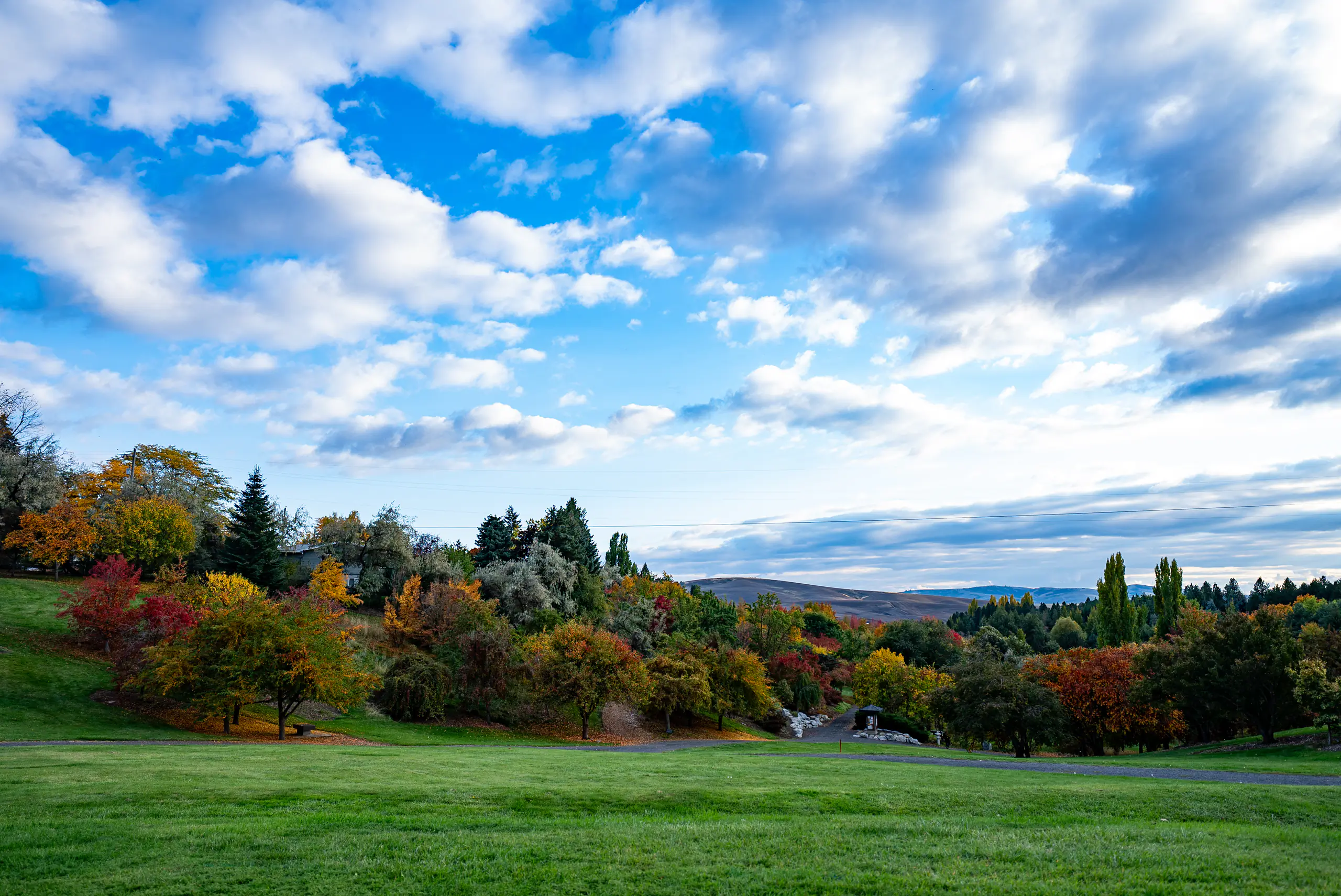 Green grass with autumn colored trees in the background
