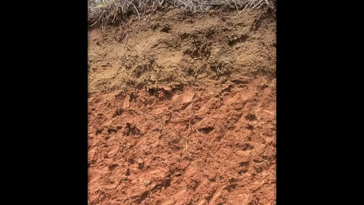 Ultisols soil layers