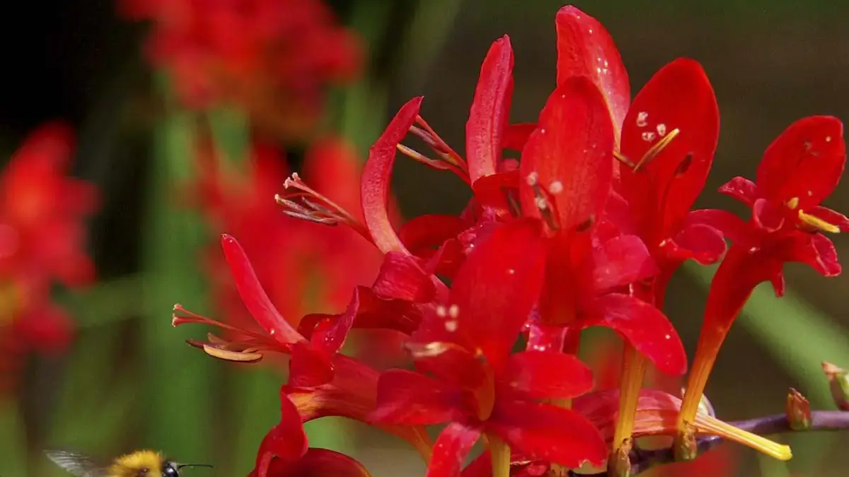 A variety of perennials from African daisies to yarrow