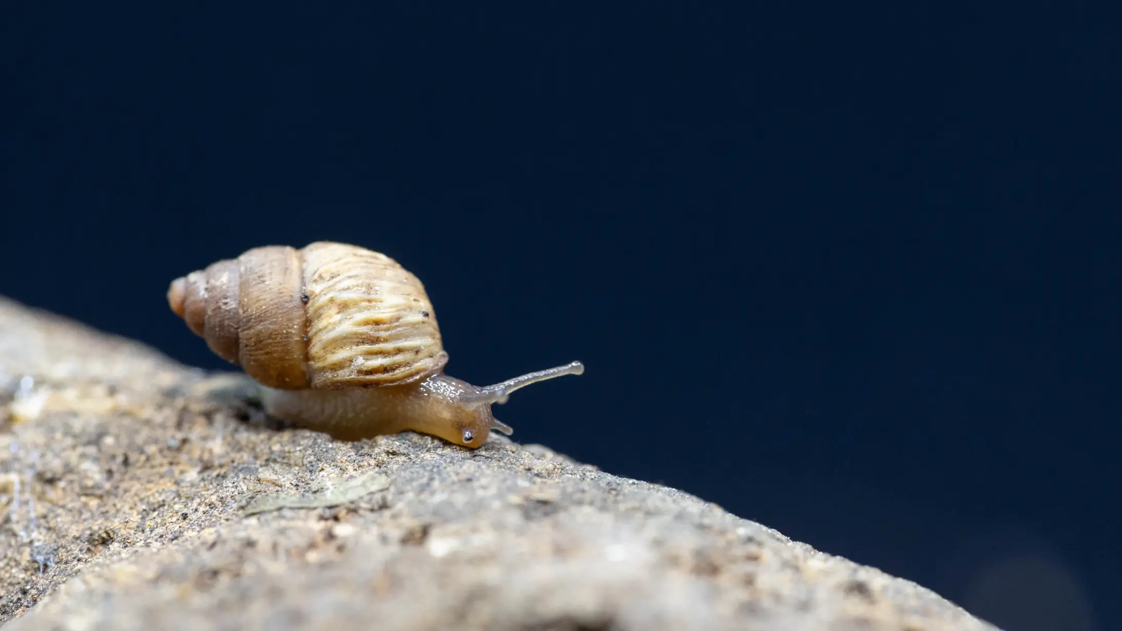 Three University of Idaho researchers travel to the Galapagos Islands in search of clues unlocking the mysteries of evolution through the study if snails on the pristine, untouched volcanic archipelago 700 miles off the coast of Ecuador.