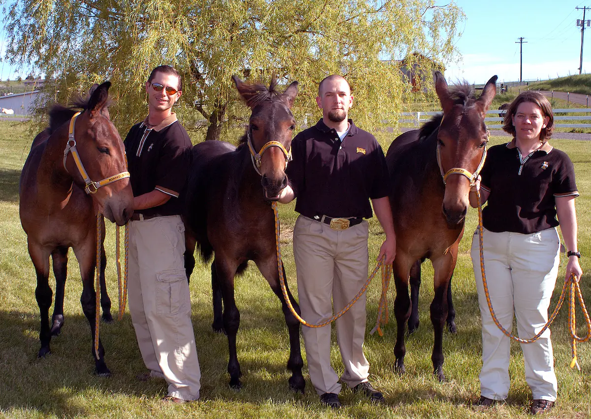 Three U of I scientists pose with three mules.