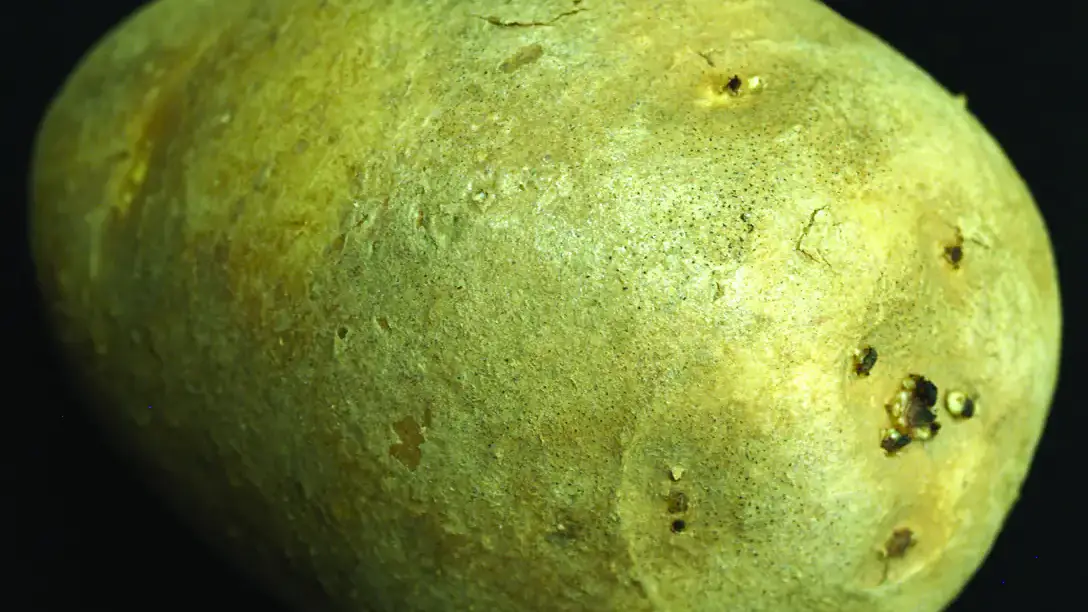 A potato with black dots on one end.