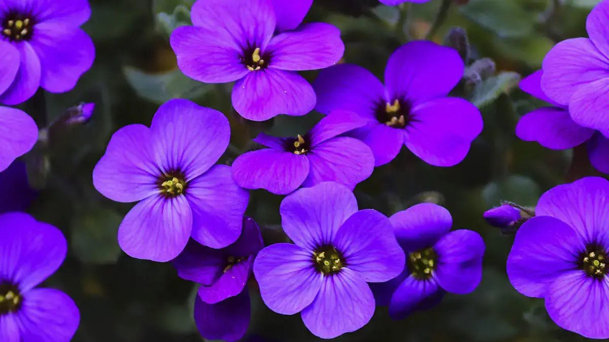 A variety of perennials from African daisies to yarrow