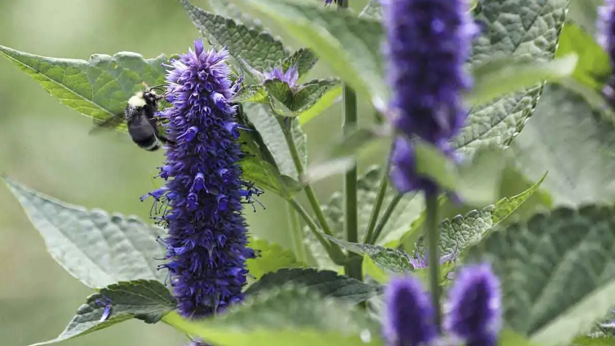 Landscapes and Gardens photos