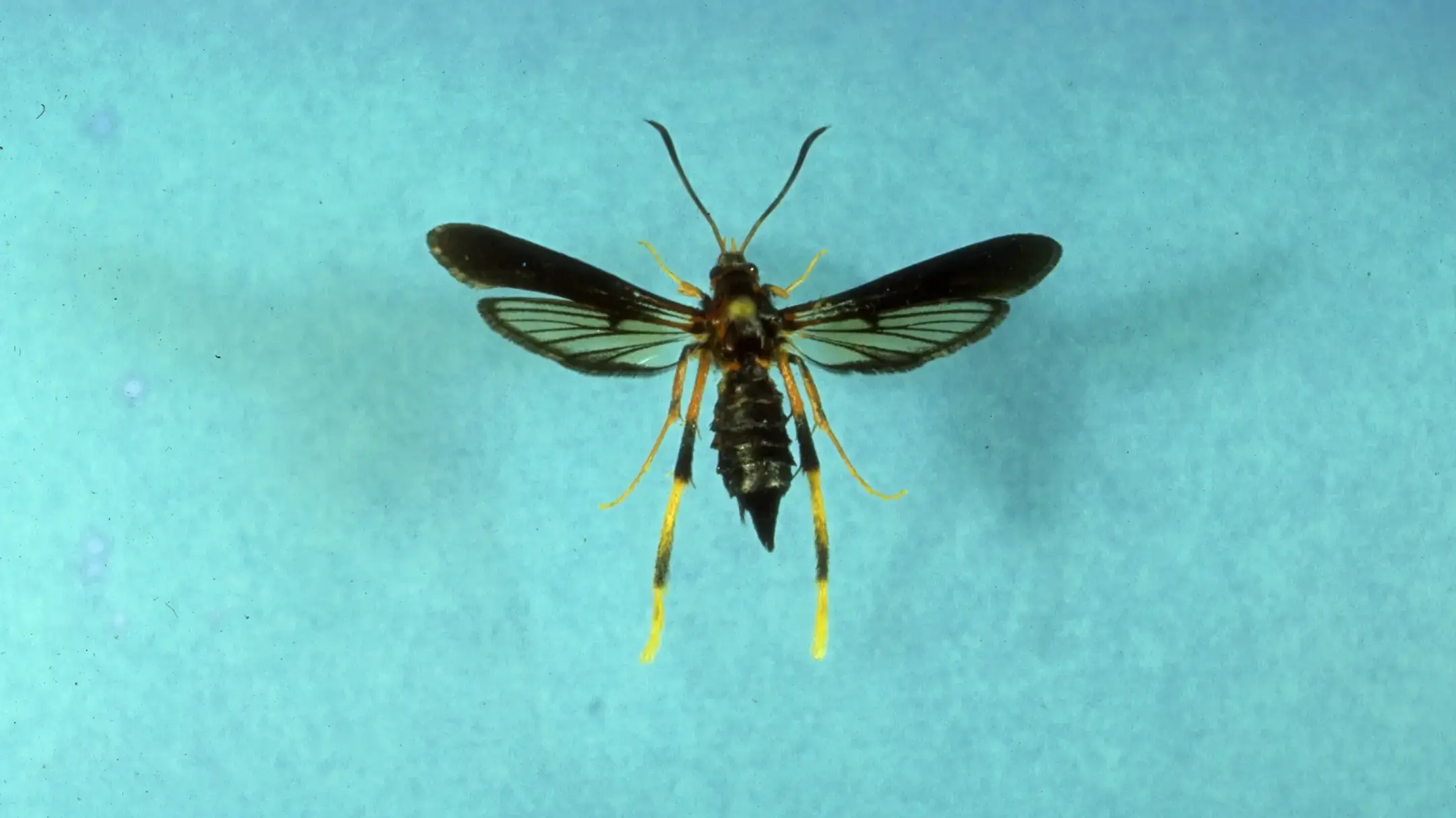 Lilac-Ash Borer adult