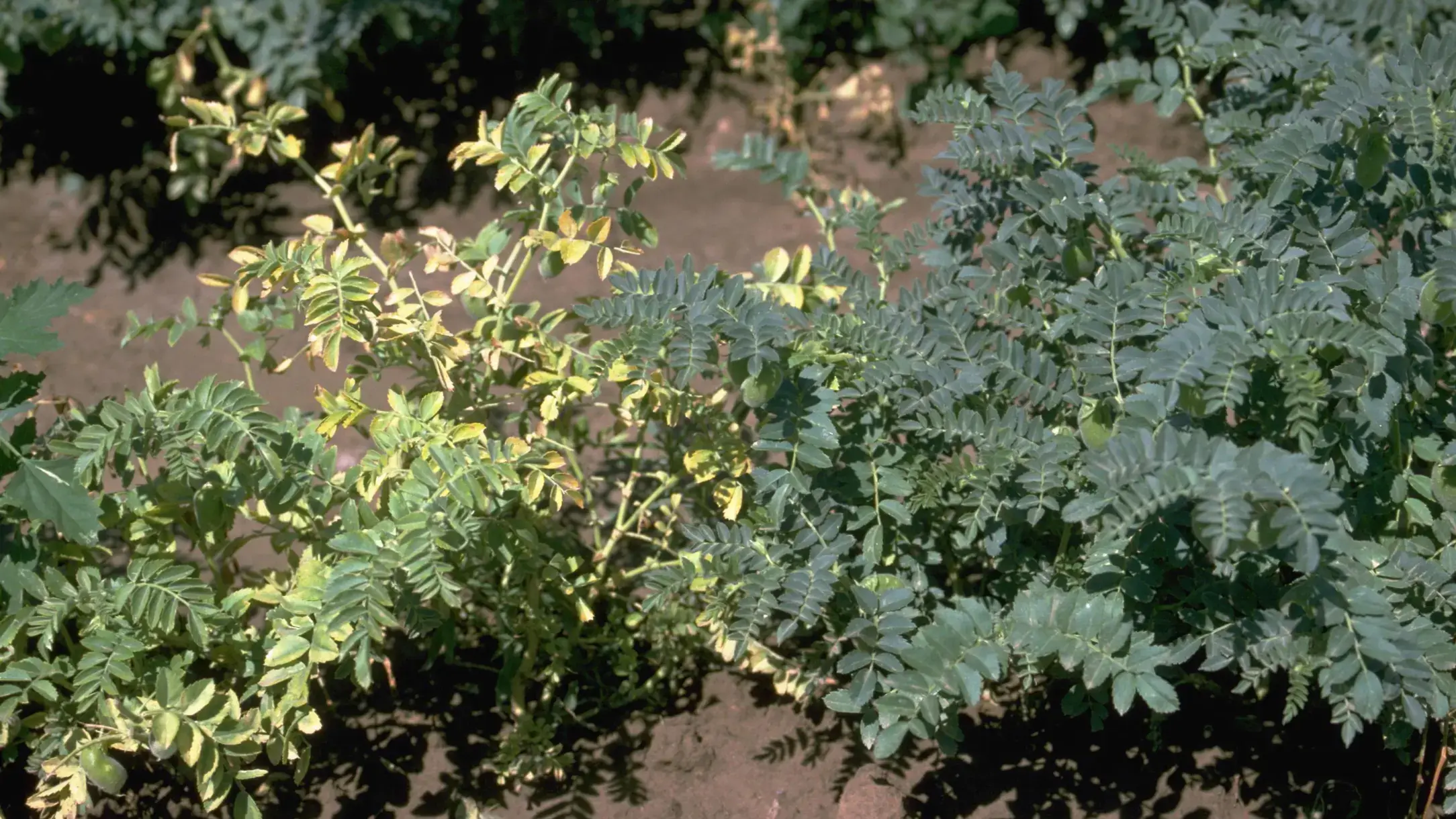 Bean leafroll virus infected garbanzo bean plant (left) and healthy plant (right).