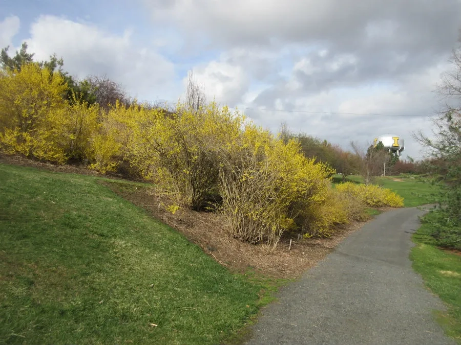 Yellowing forsythia growing alongside an arboretum path with the water tower in the distance