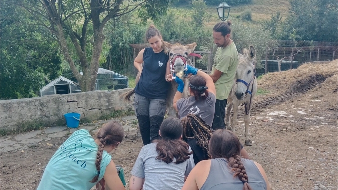 A group examining a donkeys teeth