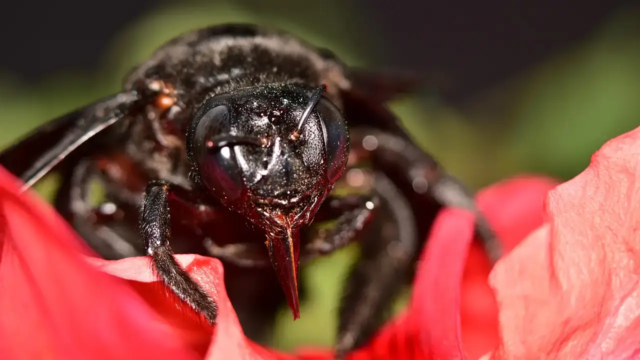 Photos of a variety of insects