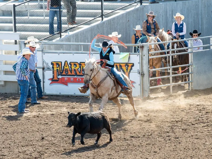 Woman on horse roping a steer
