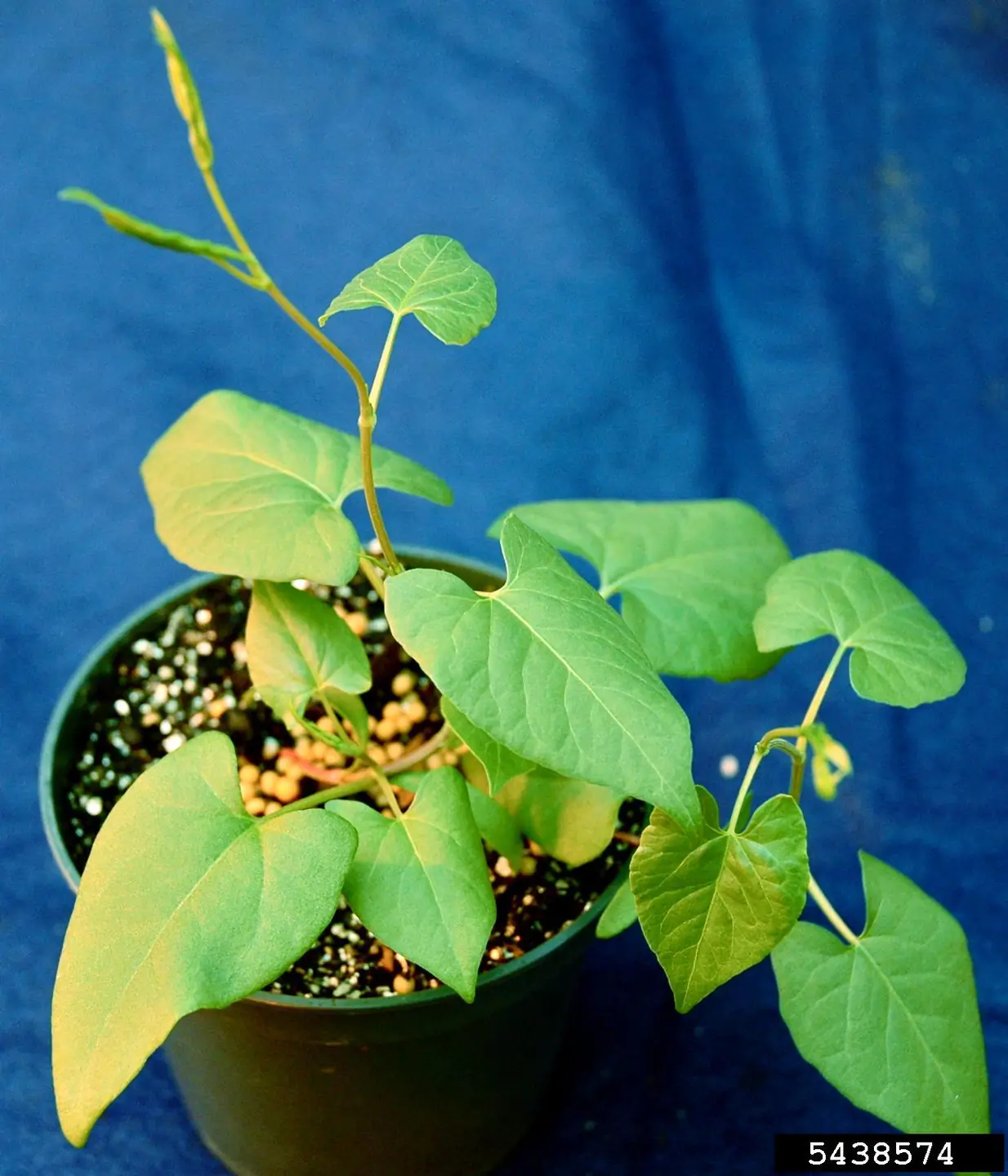 Invasive weeds in Idaho