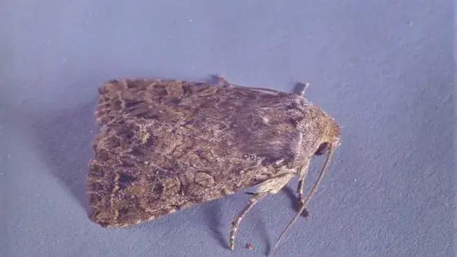 Glassy cutworm adult.