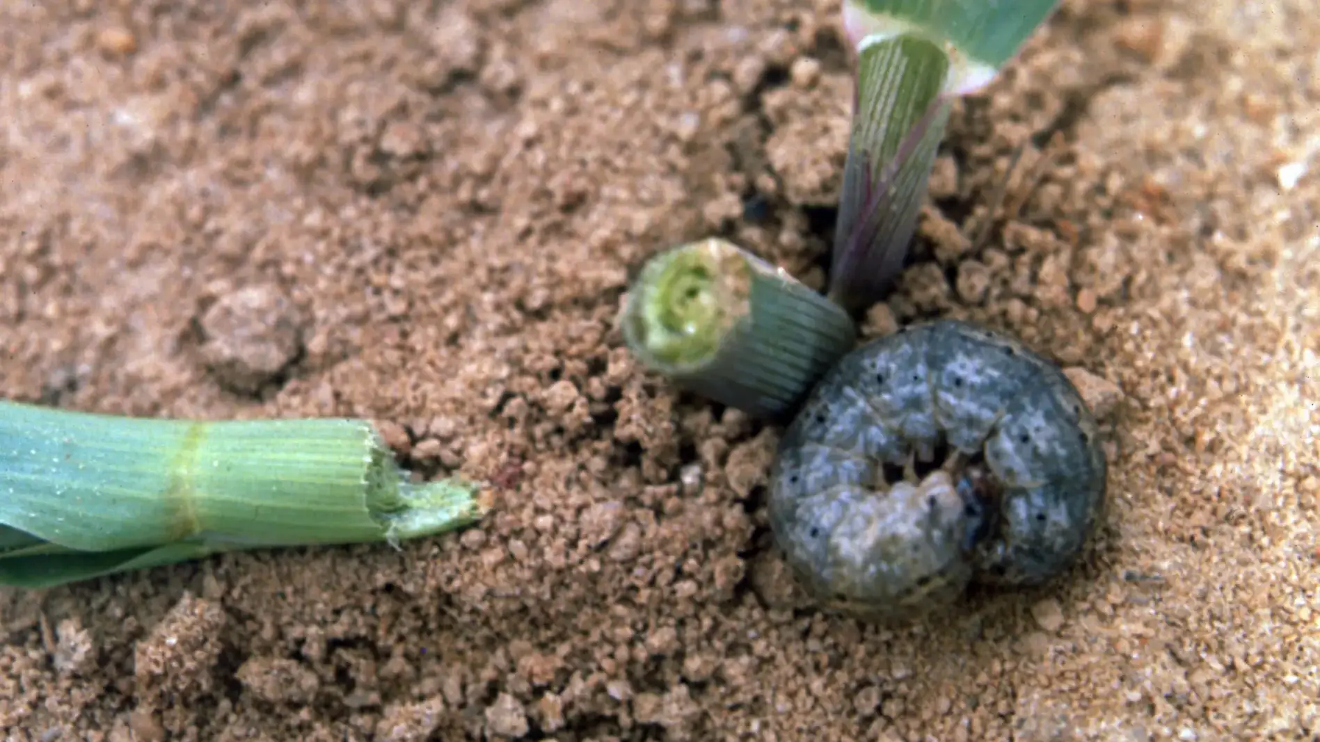 Black cutworm larva damage.