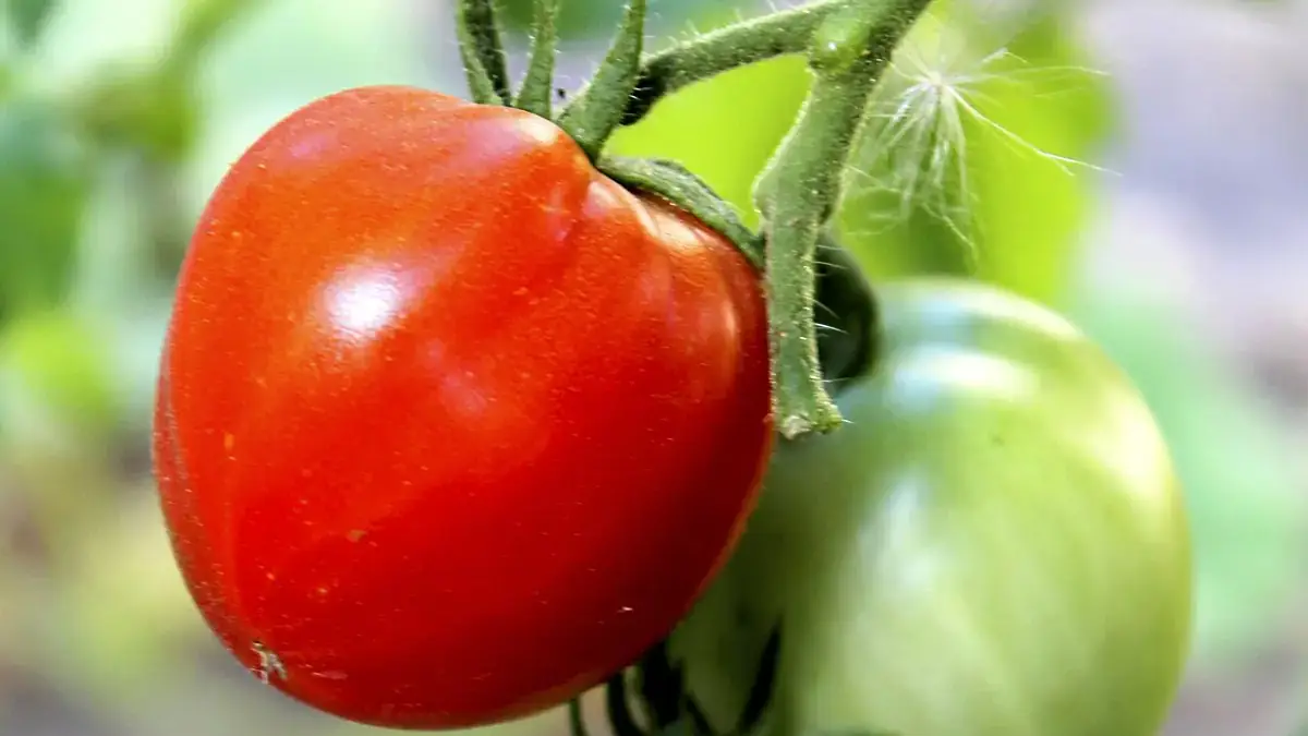 Landscapes and gardens files