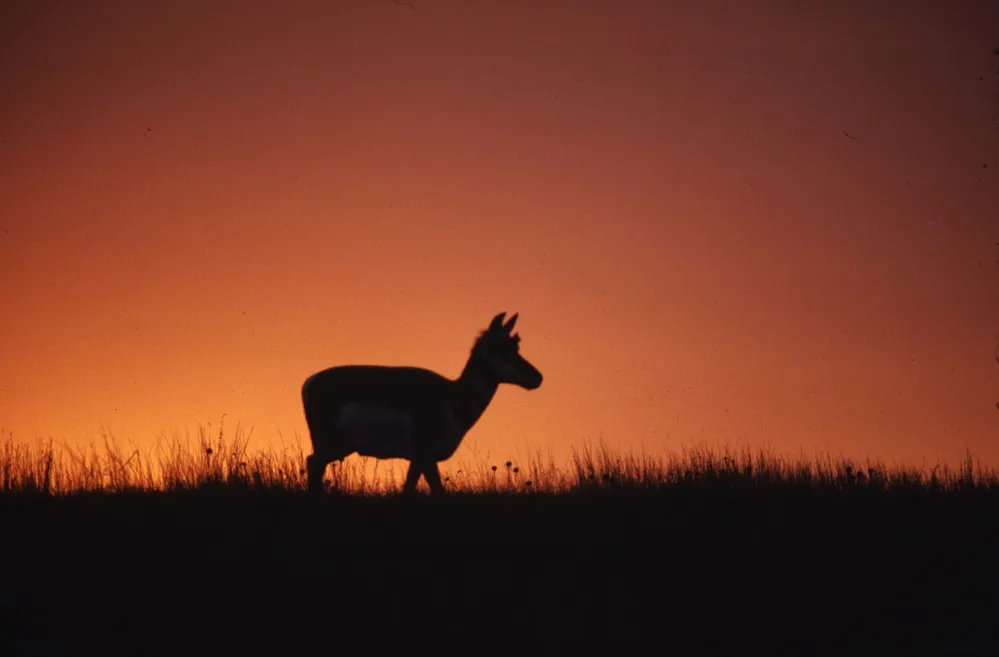 Pronghorn silhouette standing in field when sun is below horizon.